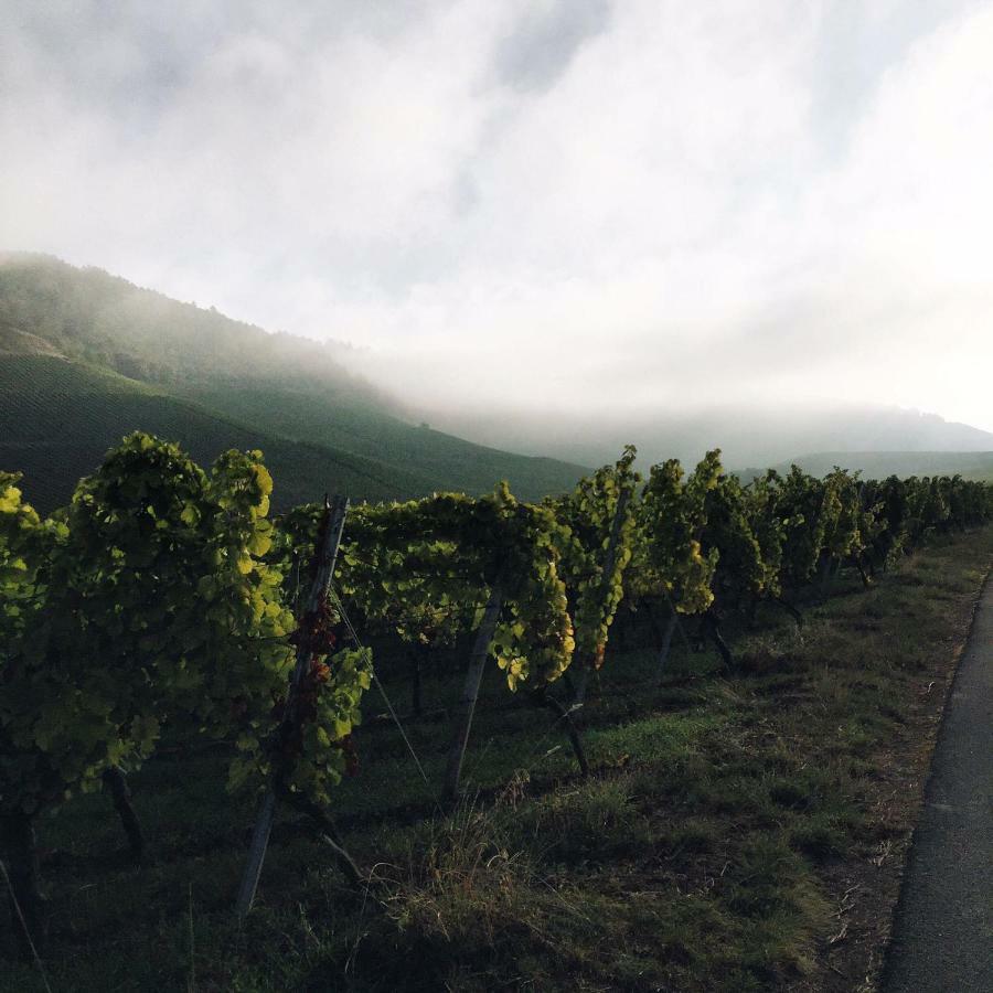 Weingut Gaestehaus Weigand 이포펜 외부 사진