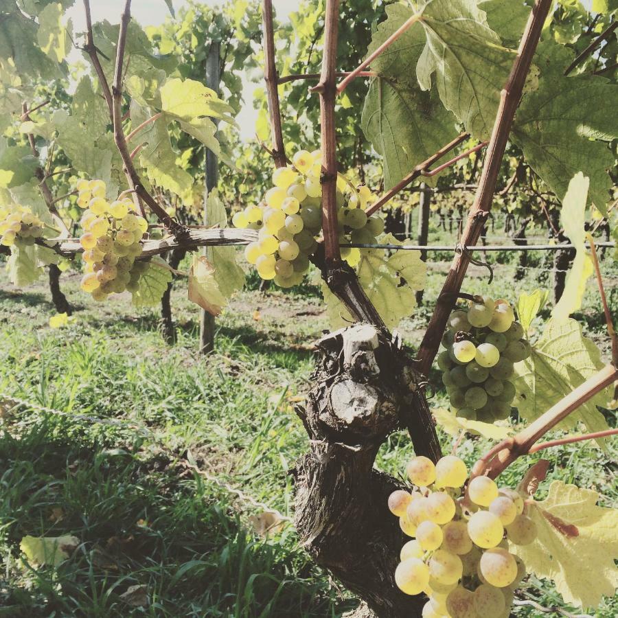 Weingut Gaestehaus Weigand 이포펜 외부 사진